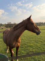 Vente de cheval : Kim